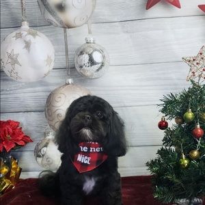 Meet your Posher, Pamela